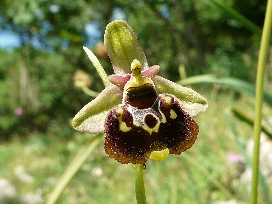 Variabilita'' di Ophrys holosericea (=O. fuciflora)....